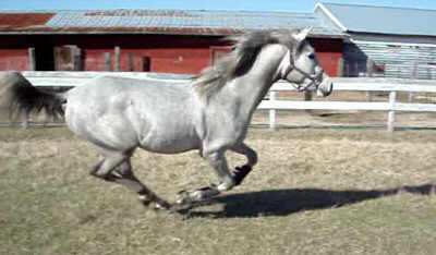 Legacy Galloping At Age 22 Months
