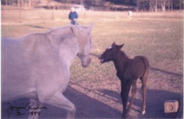 Vulcan as a foal getting sassy with Mom'