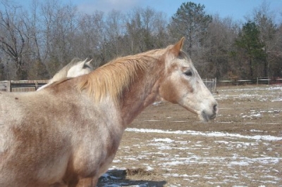 Buck February 2010