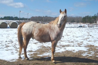 Buck in Snow 2010