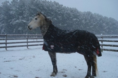 Merlin EnNjoying the Snow 2010