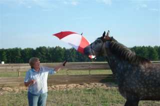 Merlin playing games with Becky Barton