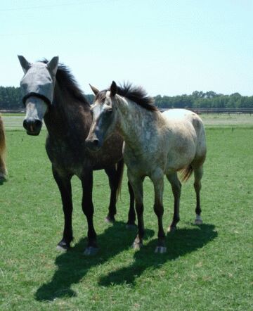 Merlin and Moonshine