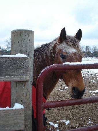 Thunder in the Snow